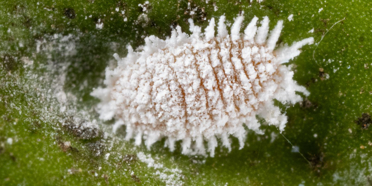 Paracoccus burnerae: “nuova” cocciniglia negli agrumeti, allerta anche in Italia